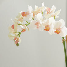 Load image into Gallery viewer, PHALAENOPSIS 16" MINI GARDEN DROP-IN