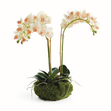 Load image into Gallery viewer, PHALAENOPSIS 16" MINI GARDEN DROP-IN
