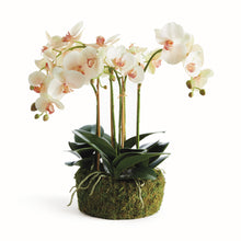 Load image into Gallery viewer, PHALAENOPSIS ORCHID BOWL DROP-IN 18.5"