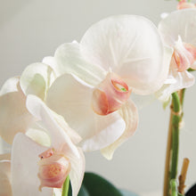 Load image into Gallery viewer, PHALAENOPSIS ORCHID BOWL DROP-IN 18.5"