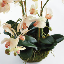 Load image into Gallery viewer, PHALAENOPSIS ORCHID BOWL DROP-IN 18.5"
