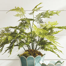 Load image into Gallery viewer, PLUMOSA FERN DROP-IN 21"