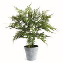 Load image into Gallery viewer, PLUMOSA FERN DROP-IN 21"