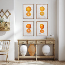 Load image into Gallery viewer, CITRUS STUDY, SET OF 4