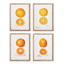 Load image into Gallery viewer, CITRUS STUDY, SET OF 4