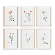 Load image into Gallery viewer, FLOWER STUDIES IN SHADES OF BLUSH, SET OF 6