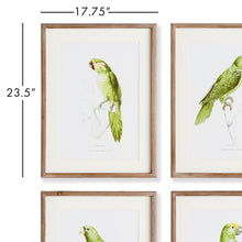 Load image into Gallery viewer, PARROT ILLUSTRATIONS IN GREEN, SET OF 4