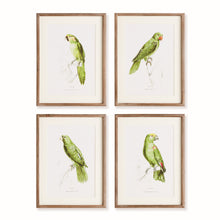 Load image into Gallery viewer, PARROT ILLUSTRATIONS IN GREEN, SET OF 4