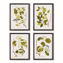 Load image into Gallery viewer, FLORAL AND BERRY STUDY, SET OF 4