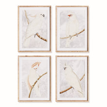 Load image into Gallery viewer, WHITE COCKATOO PRINTS, SET OF 4