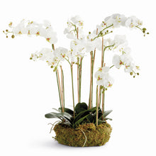 Load image into Gallery viewer, PHALAENOPSIS ORCHID BOWL DROP-IN 35"