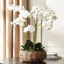 Load image into Gallery viewer, PHALAENOPSIS ORCHID BOWL DROP-IN 35"