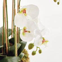 Load image into Gallery viewer, PHALAENOPSIS ORCHID BOWL DROP-IN 35"