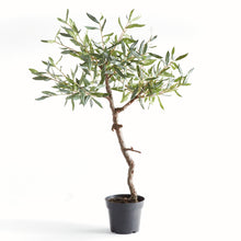 Load image into Gallery viewer, OLIVE TREE DROP-IN 40"
