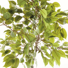 Load image into Gallery viewer, FICUS TREE DROP-IN 51"