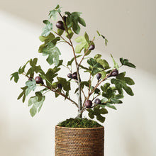 Load image into Gallery viewer, FIG TREE WITH FIGS POTTED DROP-IN 34"