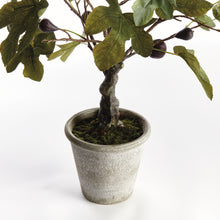 Load image into Gallery viewer, FIG TREE WITH FIGS POTTED DROP-IN 34"