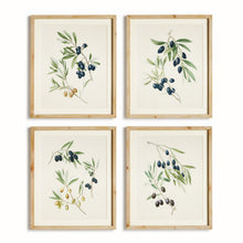 Load image into Gallery viewer, OLIVE STEMS STUDY, SET OF 4