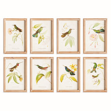 Load image into Gallery viewer, HUMMINGBIRDS IN BLOOMS STUDY, SET OF 8