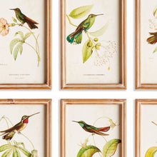 Load image into Gallery viewer, HUMMINGBIRDS IN BLOOMS STUDY, SET OF 8