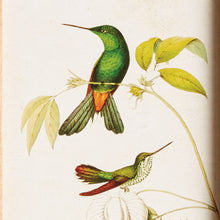 Load image into Gallery viewer, HUMMINGBIRDS IN BLOOMS STUDY, SET OF 8