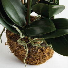 Load image into Gallery viewer, PHALAENOPSIS ORCHID DROP-IN 30"