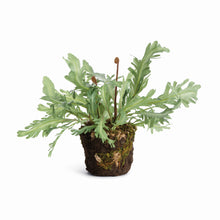 Load image into Gallery viewer, BIRDS NEST FERN DROP-IN 13.5