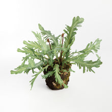 Load image into Gallery viewer, BIRDS NEST FERN DROP-IN 13.5
