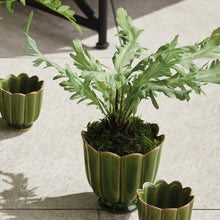Load image into Gallery viewer, BIRDS NEST FERN DROP-IN 9