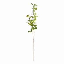 Load image into Gallery viewer, SHADY LADY BLACK OLIVE STEMS 28", SET OF 4