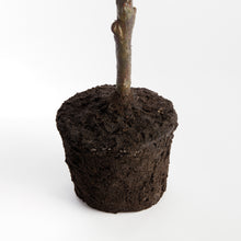 Load image into Gallery viewer, FAUX LEMON TREE DROP-IN 49"