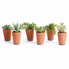 Load image into Gallery viewer, POTTED SUCCULENTS 8.5", SET OF 6