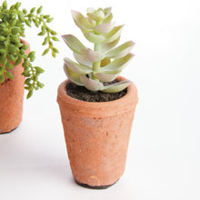 Load image into Gallery viewer, POTTED SUCCULENTS 8.5", SET OF 6