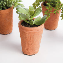 Load image into Gallery viewer, POTTED SUCCULENTS 8.5", SET OF 6