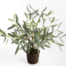 Load image into Gallery viewer, OLIVE TREE DROP-IN 17.5"