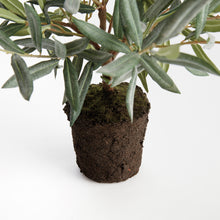 Load image into Gallery viewer, OLIVE TREE DROP-IN 17.5"