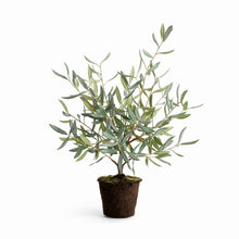 Load image into Gallery viewer, OLIVE TREE DROP-IN 26"