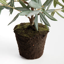 Load image into Gallery viewer, OLIVE TREE DROP-IN 26"