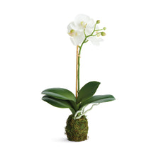 Load image into Gallery viewer, PHALAENOPSIS ORCHID DROP-IN 15" ST/2