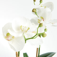 Load image into Gallery viewer, PHALAENOPSIS ORCHID DROP-IN 15" ST/2