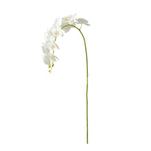Load image into Gallery viewer, PHALAENOPSIS ORCHID STEMS 28" ST/4