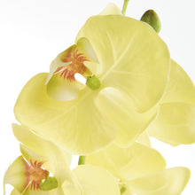 Load image into Gallery viewer, PHALAENOPSIS ORCHID STEMS 28" ST/4