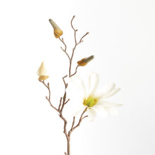 Load image into Gallery viewer, STAR MAGNOLIA STEMS 18", SET OF 6