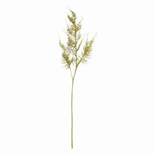 Load image into Gallery viewer, PLUMOSA STEMS, SET OF 6