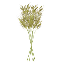 Load image into Gallery viewer, PLUMOSA STEMS, SET OF 6