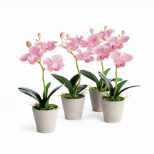 Load image into Gallery viewer, MINI PHALAENOPSIS ORCHIDS POTTED 9", SET OF 4