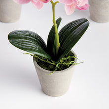 Load image into Gallery viewer, MINI PHALAENOPSIS ORCHIDS POTTED 9", SET OF 4