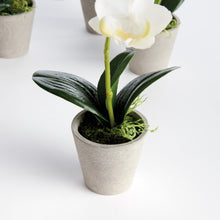 Load image into Gallery viewer, MINI PHALAENOPSIS ORCHIDS POTTED 9", SET OF 4