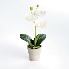 Load image into Gallery viewer, MINI PHALAENOPSIS ORCHIDS POTTED 9", SET OF 4