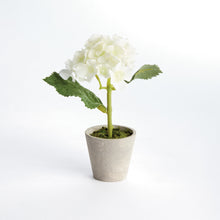 Load image into Gallery viewer, MINI HYDRANGEA POTTED 8", SET OF 4